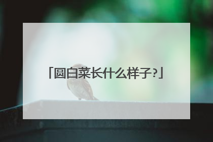 Բ�ײ˳�ʲô����?